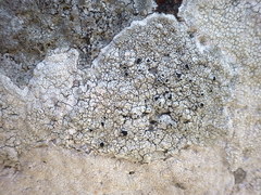 Lecanora gangaleoides