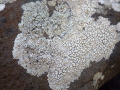 Lecanora gangaleoides