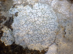 Lecanora gangaleoides