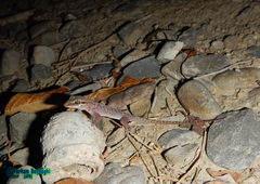 Hemidactylus persicus