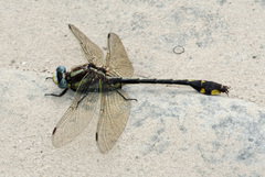 Gomphurus ozarkensis