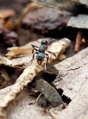 Rhytidoponera victoriae