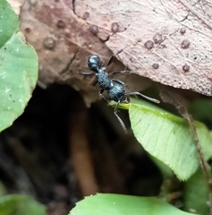 Rhytidoponera victoriae