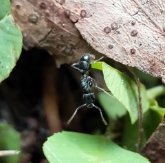 Rhytidoponera victoriae