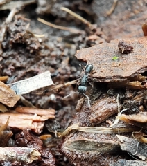 Rhytidoponera victoriae