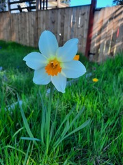 Narcissus × incomparabilis
