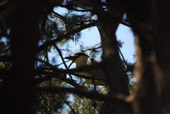 Nycticorax nycticorax