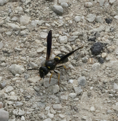 Ancistrocerus spinolae