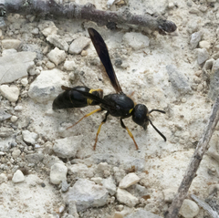 Ancistrocerus spinolae
