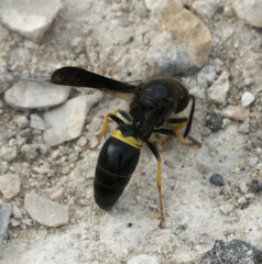 Ancistrocerus spinolae