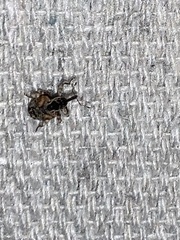 Conotrachelus anaglypticus