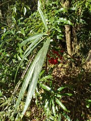 Ardisia crispa