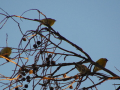Sicalis olivascens