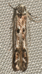 Blastodacna