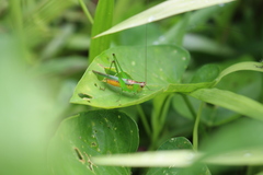 Conocephalus cognatus