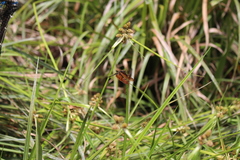 Rhyothemis obsolescens