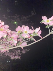 Cornus florida