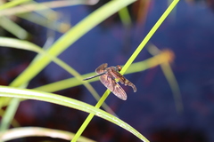 Rhyothemis obsolescens