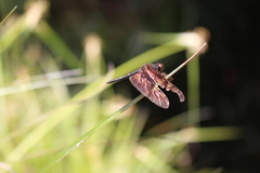 Rhyothemis obsolescens