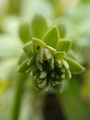 Sedum palmeri