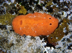 Discodoris paroa