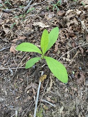 Lysimachia europaea