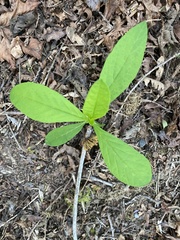 Lysimachia europaea
