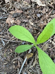 Lysimachia europaea