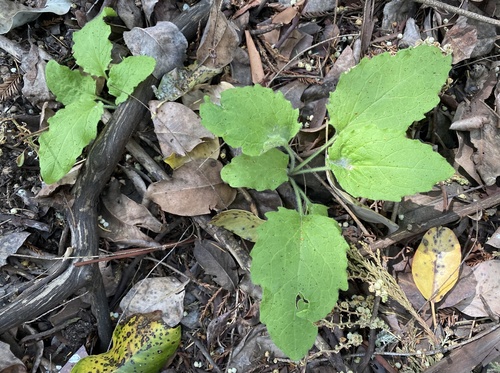 Rayless Arnica foliage