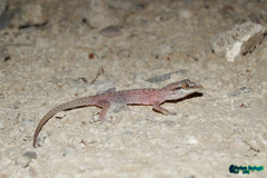 Hemidactylus robustus