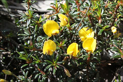 Pultenaea pedunculata
