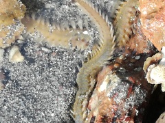 Hermodice carunculata