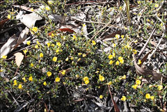 Pultenaea pedunculata