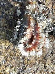 Hermodice carunculata