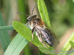 Andrena