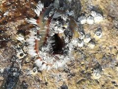 Hermodice carunculata