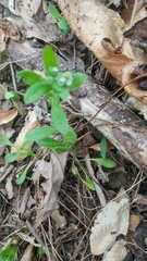 Myosotis verna