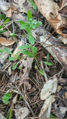 Myosotis verna