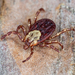 Rocky Mountain Wood Tick - Photo (c) Dan L. Johnson, some rights reserved (CC BY-NC), uploaded by Dan L. Johnson
