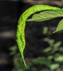 Prociphilus fraxinifolii