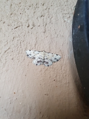 Sandava scitisignata