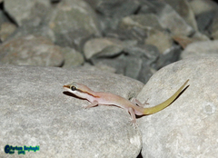 Chabahar Dwarf Gecko photo 2