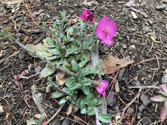 Oenothera deserticola