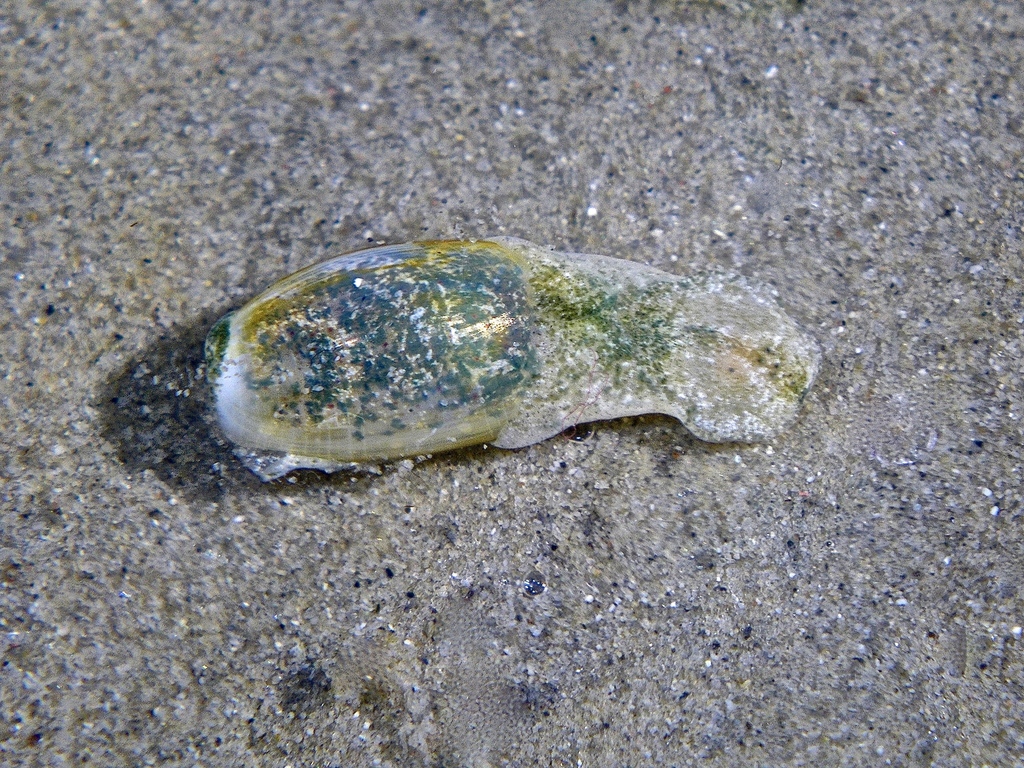 Liloa brevis