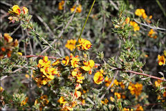 Pultenaea laxiflora