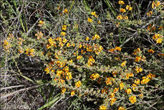 Pultenaea laxiflora