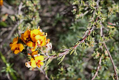 Pultenaea laxiflora