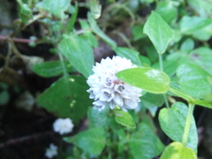 Persicaria runcinata