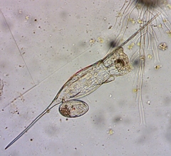 Kellicottia bostoniensis