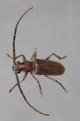 Africophanes amicus